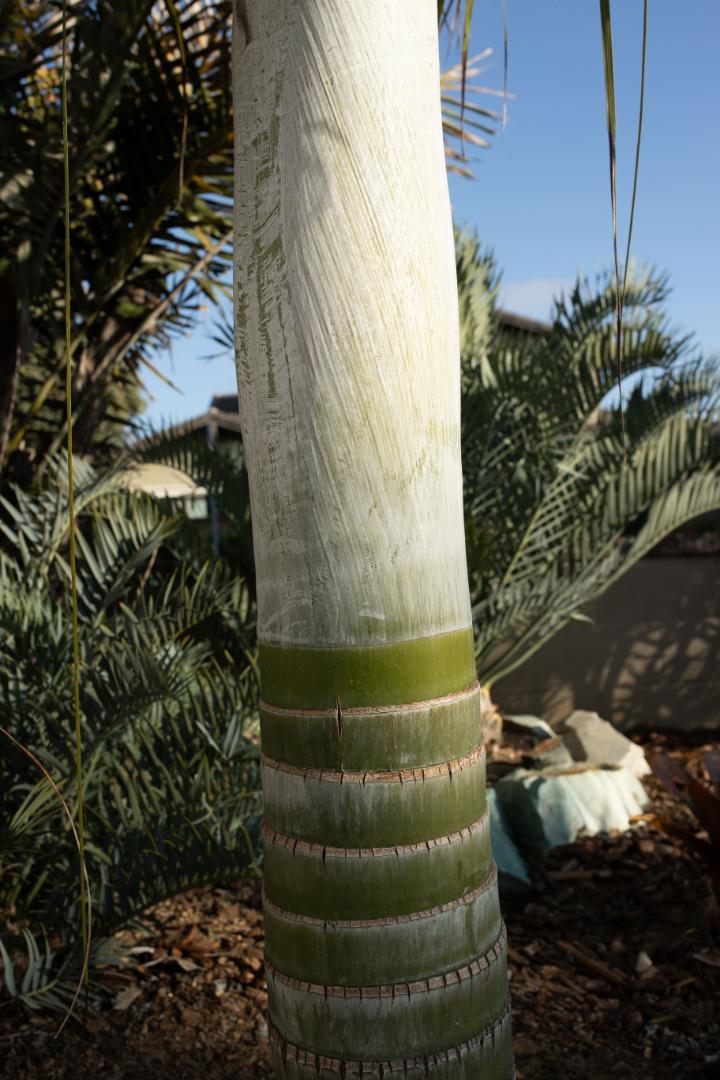 Foxtail Palm